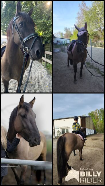 Konik stute, Jeannie, Horses For Sale, Braunschweig, Image 5