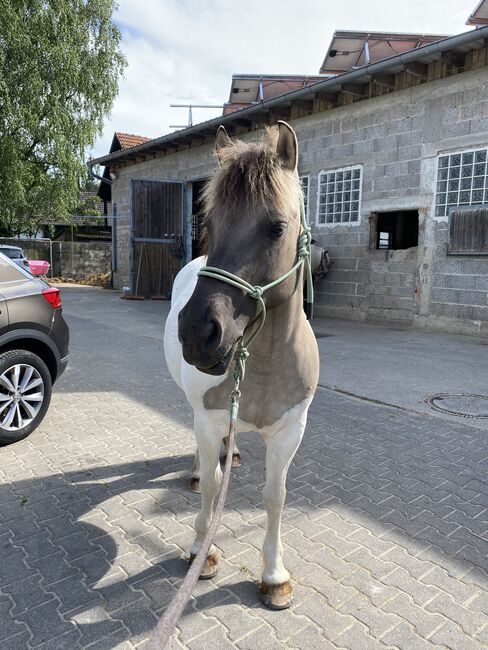 Konik Mix Stute, Jule, Horses For Sale, Nidda