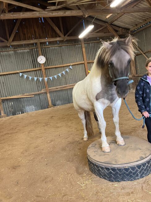 Konik Mix Stute, Jule, Horses For Sale, Nidda, Image 3