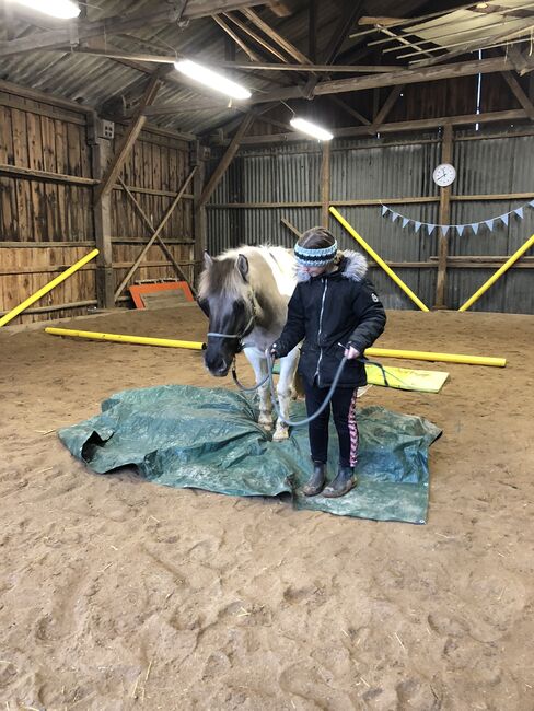 Konik Mix Stute, Jule, Horses For Sale, Nidda, Image 6