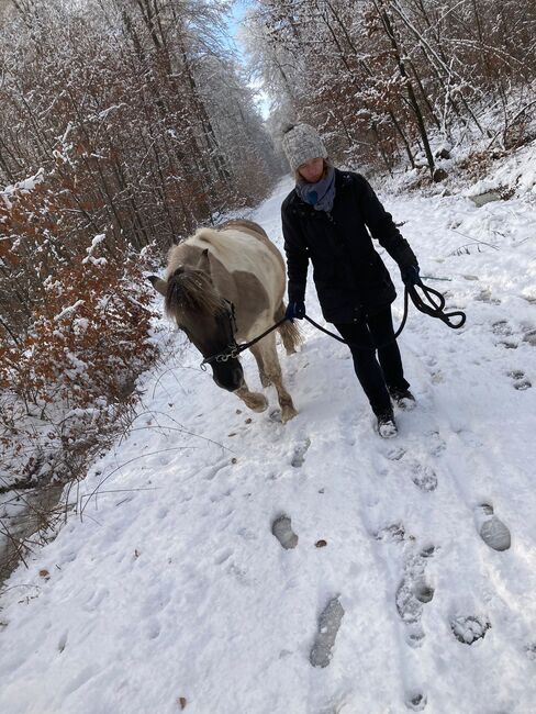 Konik Mix Stute, Jule, Konie na sprzedaż, Nidda, Image 4