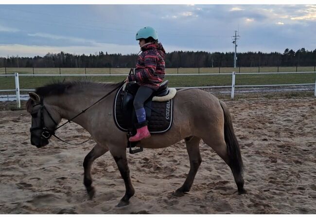 Konikwallach perfekt als Geländepartner, Marcelina, Horses For Sale, Lipinki, Image 5