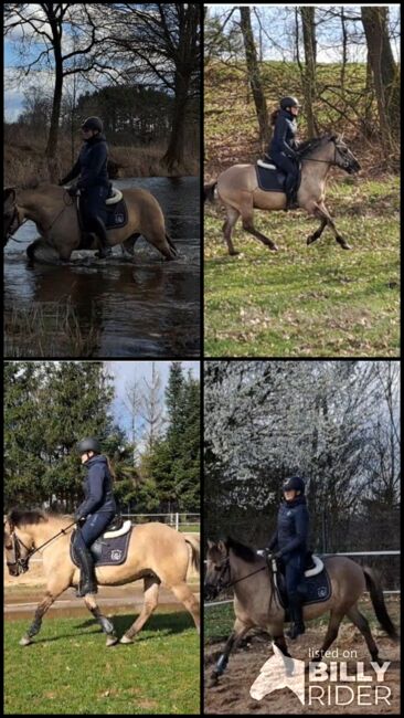 Konikwallach perfekt als Geländepartner, Marcelina, Horses For Sale, Lipinki, Image 16