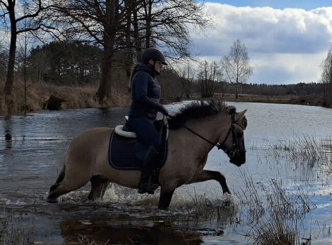 Konikwallach perfekt als Geländepartner, Marcelina, Horses For Sale, Lipinki, Image 13