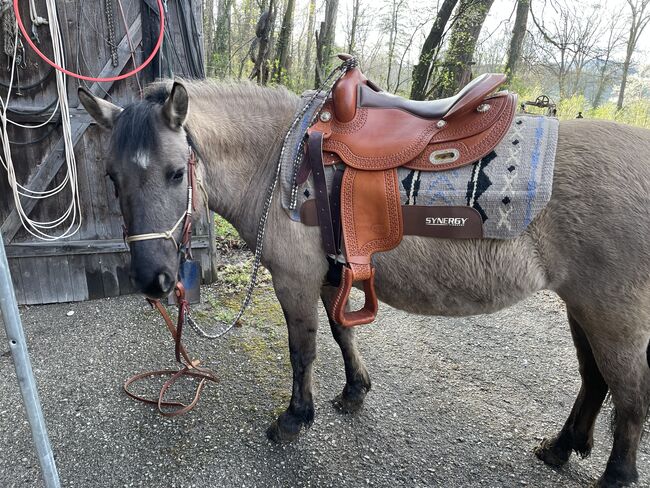 Konik Stute, Lisa Budinsky, Horses For Sale, Baden, Image 3