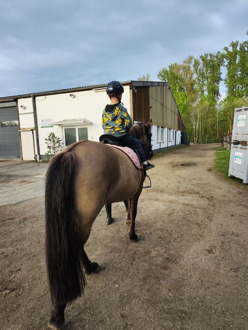 Konik stute, Jeannie, Horses For Sale, Braunschweig, Image 2