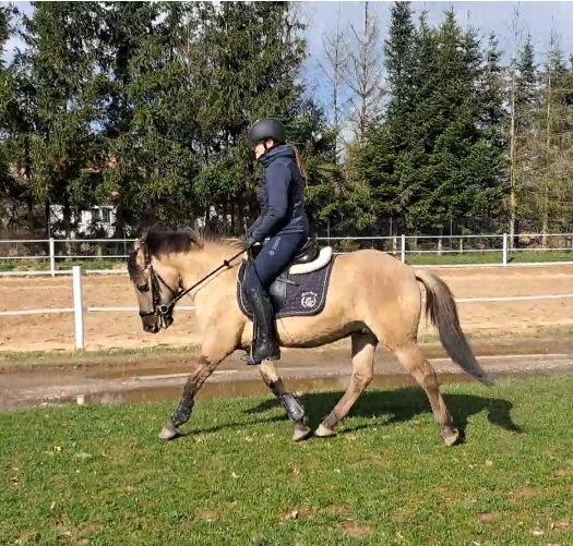 Konikwallach perfekt als Geländepartner, Marcelina, Horses For Sale, Lipinki, Image 3