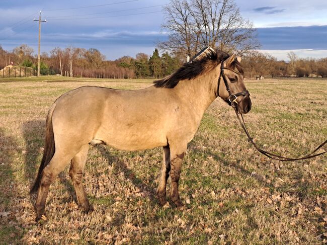 Konikwallach perfekt als Geländepartner, Marcelina, Horses For Sale, Lipinki, Image 7