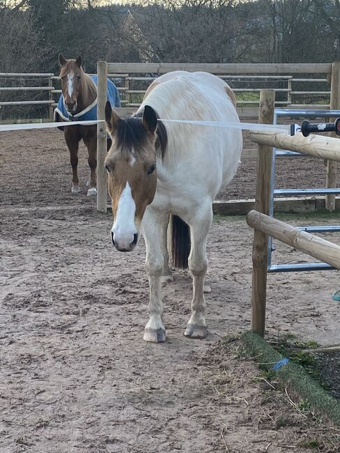 Kunstrasen für Pferde Paddock, gebrauchter Fußballkunstrasen  unbekannt, Nicole, Riding Arena, Kammeltal, Image 9