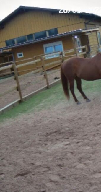 Kunstrasen für Pferde Paddock, gebrauchter Fußballkunstrasen  unbekannt, Nicole, Riding Arena, Kammeltal, Image 11