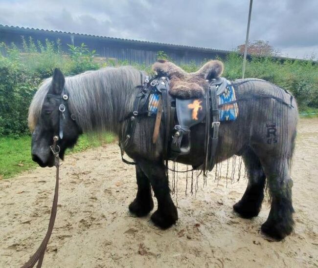 Kordel Fliegenfransen Ausreitdecke L Weaver USA COB - Kaltblut, Weaver USA Kordel Fliegenfransen Ausreitdecke, Reitartikelbörse (Reitartikelbörse - Onlineshop für Wanderreiter), Fliegenschutz, Grevenbroich