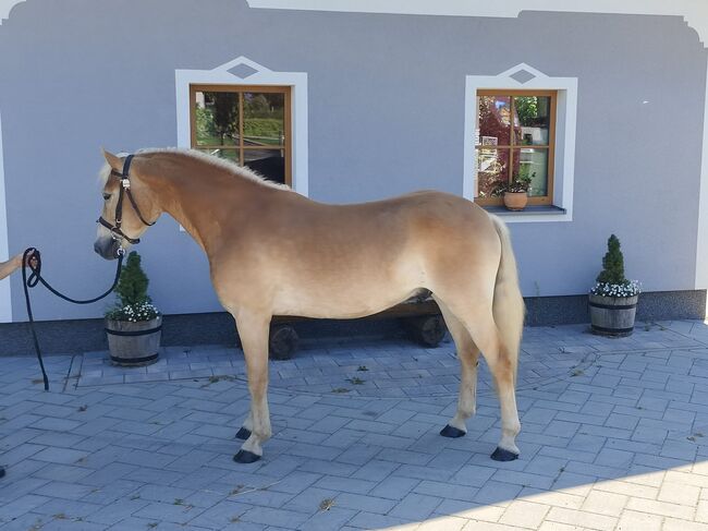 Korrekter 3,5 jähriger Haflingerwallach, Josef Fink, Horses For Sale, Schleedorf