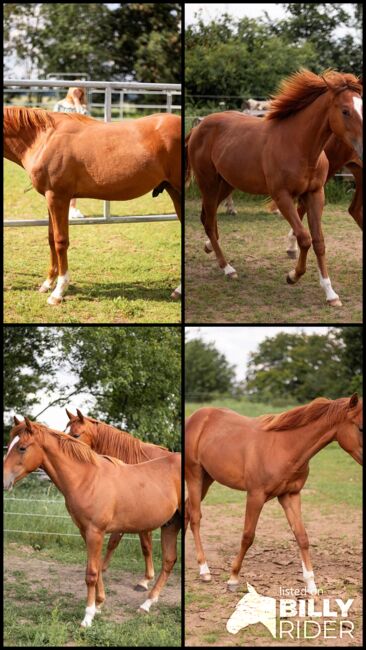 Korrekter Quarter Horse Hengst mit bewährter Reining Abstammung, Kerstin Rehbehn (Pferdemarketing Ost), Pferd kaufen, Nienburg, Abbildung 7