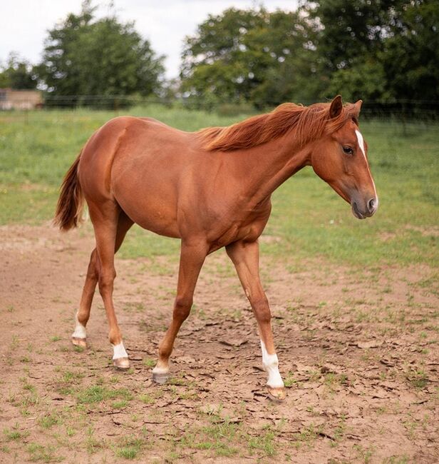 Korrekter Quarter Horse Hengst mit bewährter Reining Abstammung, Kerstin Rehbehn (Pferdemarketing Ost), Pferd kaufen, Nienburg, Abbildung 4