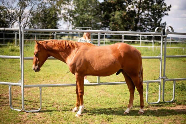 Korrekter Quarter Horse Hengst mit bewährter Reining Abstammung, Kerstin Rehbehn (Pferdemarketing Ost), Pferd kaufen, Nienburg