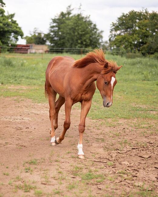 Korrekter Quarter Horse Hengst mit bewährter Reining Abstammung, Kerstin Rehbehn (Pferdemarketing Ost), Pferd kaufen, Nienburg, Abbildung 5