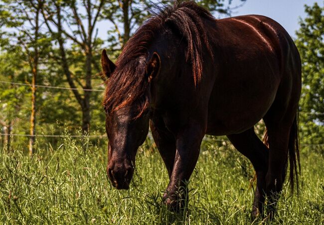 korrekter Quarter Horse Hengst mit viel Mähne/Schweif, Kerstin Rehbehn (Pferdemarketing Ost), Pferd kaufen, Nienburg, Abbildung 2