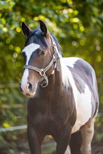 kurzer, kompakter Paint Horse Hengst, Kerstin Rehbehn, Horses For Sale, Nienburg