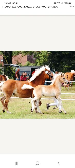 Edelbluthaflinger Stutfohlen, René Herr Arlt, Horses For Sale, Bad Sulza, Image 3