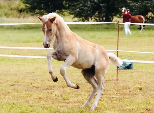 Edelbluthaflinger Stutfohlen, René Herr Arlt, Horses For Sale, Bad Sulza