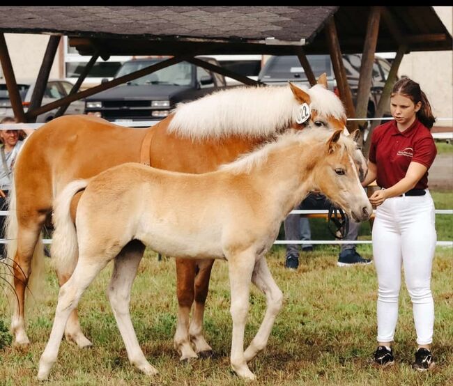 Edelbluthaflinger Stutfohlen, René Herr Arlt, Horses For Sale, Bad Sulza, Image 5