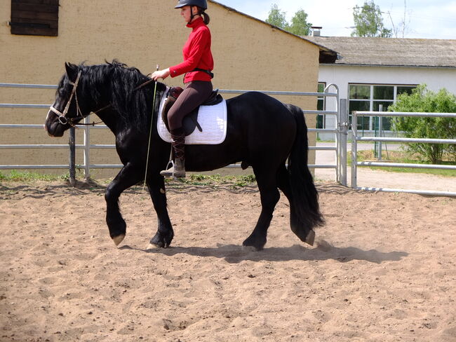 Kaltblutwallach "Tomaz"!, Pferdehandlung Christian Kürschner, Horses For Sale, Buttstädt, Image 11