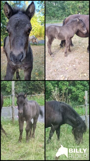 Kräftiges Shetty Hengstfohlen Smoky Black Köranwärter, Nadine  (Shettyzucht Frechdachs ), Horses For Sale, Heringen, Image 5