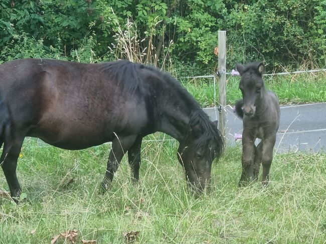 Kräftiges Shetty Hengstfohlen Smoky Black Köranwärter, Nadine  (Shettyzucht Frechdachs ), Horses For Sale, Heringen, Image 2