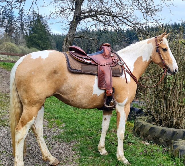 kräftige, bildhübsche Paint Horse Stute für lange Ausritte etc., Kerstin Rehbehn (Pferdemarketing Ost), Pferd kaufen, Nienburg