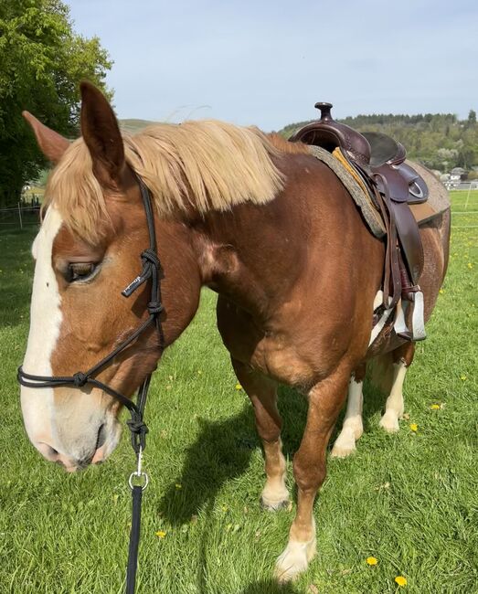 Kräftige, bildhübsche Warmblut Stute, Kerstin Rehbehn (Pferdemarketing Ost), Pferd kaufen, Nienburg, Abbildung 3