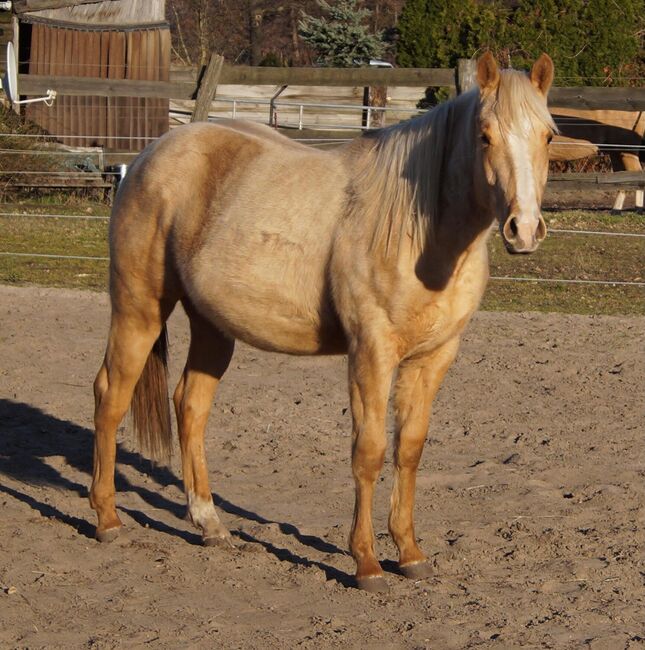 Kräftiger, bildhübscher Wimpys Little Step Enkel, Kerstin Rehbehn (Pferdemarketing Ost), Pferd kaufen, Nienburg, Abbildung 11