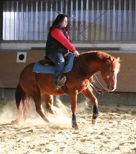 Kräftiger, rüstiger Quarter Horse Hengst, Kerstin Rehbehn (Pferdemarketing Ost), Pferd kaufen, Nienburg, Abbildung 4