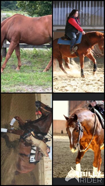 Kräftiger, rüstiger Quarter Horse Hengst, Kerstin Rehbehn (Pferdemarketing Ost), Pferd kaufen, Nienburg, Abbildung 6