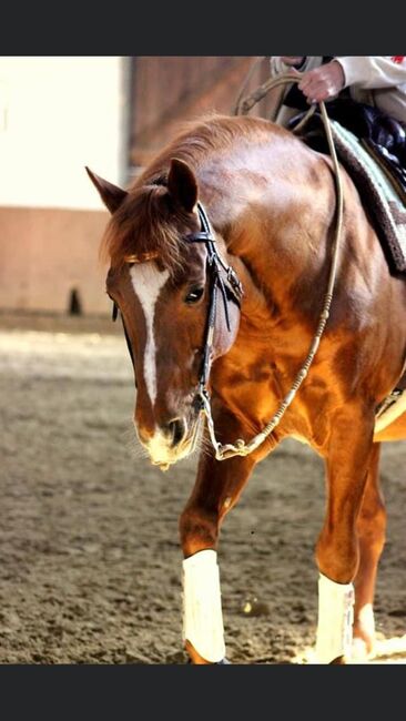 Kräftiger, rüstiger Quarter Horse Hengst, Kerstin Rehbehn (Pferdemarketing Ost), Pferd kaufen, Nienburg, Abbildung 3