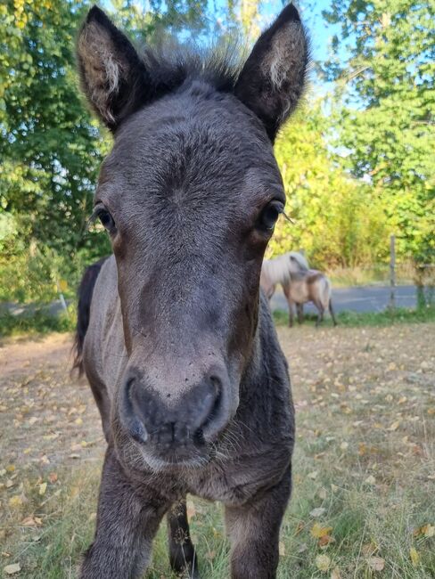 Kräftiges Shetty Hengstfohlen Smoky Black Köranwärter, Nadine  (Shettyzucht Frechdachs ), Pferd kaufen, Heringen