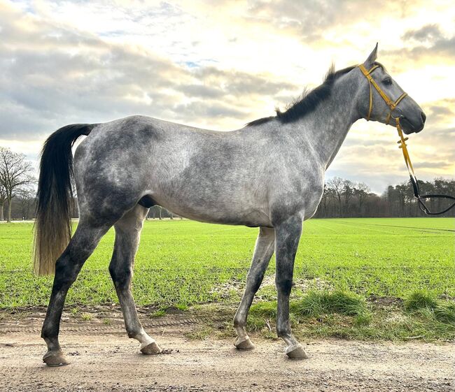 Leistungsstarker Distanz- und Rennaraber sucht neuen Partner, Anika, Horses For Sale, Grenzach-Wyhlen