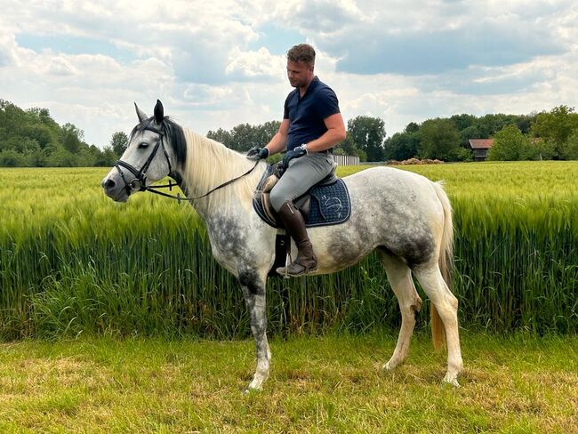 Verschmuste Paint-Mix Stute in Sonderfarbe, Sport- und Freizeitpferde Fuchs, Horses For Sale, Ellgau, Image 6