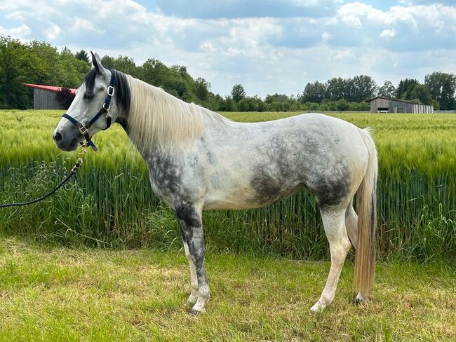 Verschmuste Paint-Mix Stute in Sonderfarbe, Sport- und Freizeitpferde Fuchs, Horses For Sale, Ellgau, Image 3