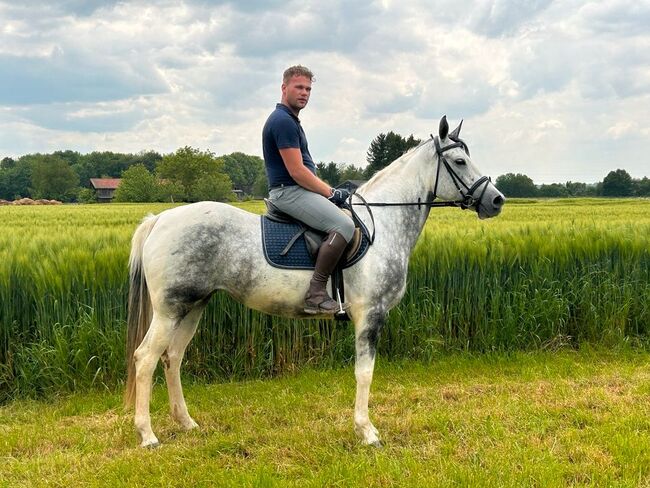 Verschmuste Paint-Mix Stute in Sonderfarbe, Sport- und Freizeitpferde Fuchs, Horses For Sale, Ellgau, Image 4