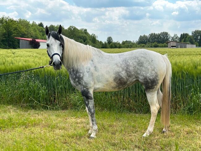 Verschmuste Paint-Mix Stute in Sonderfarbe, Sport- und Freizeitpferde Fuchs, Horses For Sale, Ellgau, Image 7