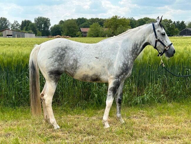 Verschmuste Paint-Mix Stute in Sonderfarbe, Sport- und Freizeitpferde Fuchs, Horses For Sale, Ellgau, Image 8