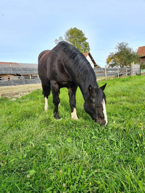 Criollo pocco, Doris, Horses For Sale, Andorf, Image 2