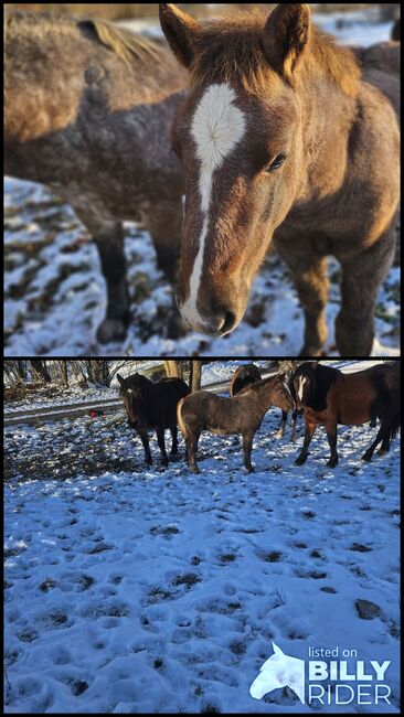 Kroatisches Kaltblut Fohlen, Jurica Sertic, Horses For Sale, Udbina, Image 3