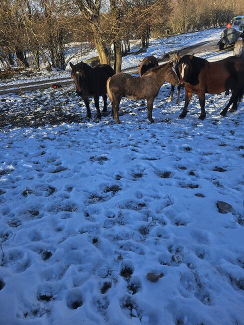 Kroatisches Kaltblut Fohlen, Jurica Sertic, Horses For Sale, Udbina, Image 2