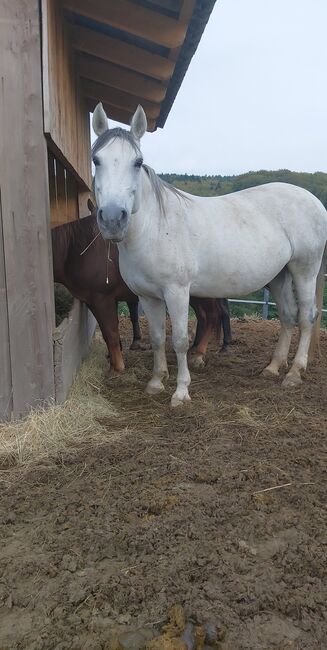 Princess Luna Moon, Carmen Hofer, Konie na sprzedaż, Altlengbach , Image 5