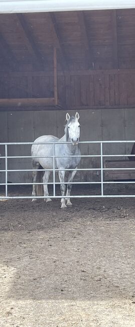 Princess Luna Moon, Carmen Hofer, Konie na sprzedaż, Altlengbach 