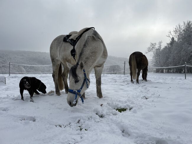 Princess Luna Moon, Carmen Hofer, Konie na sprzedaż, Altlengbach , Image 7