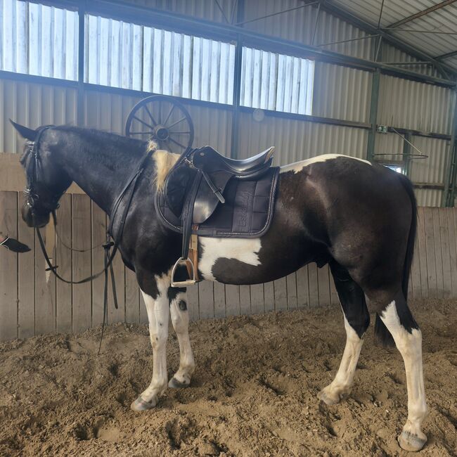 Reitpony Mix. Wallbach, Isa1, Konie na sprzedaż, Euskirchen