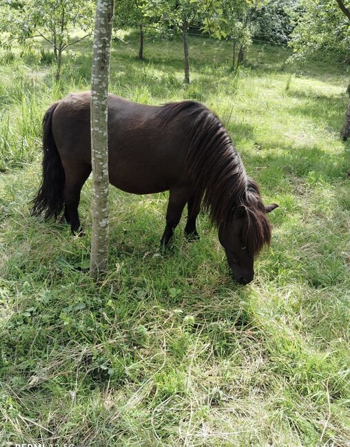 Shetlandpony Shetty Wallach, Gruber, Konie na sprzedaż, Weissach im Tal , Image 2