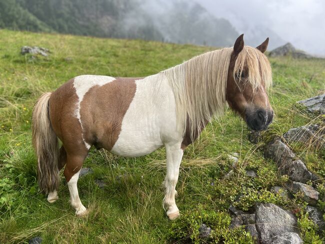 Pony Wallach Enzo, Melanie, Konie na sprzedaż, Mittersill, Image 2